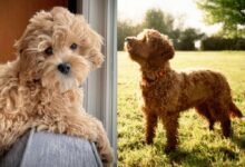 Cockapoo
