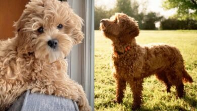 Cockapoo