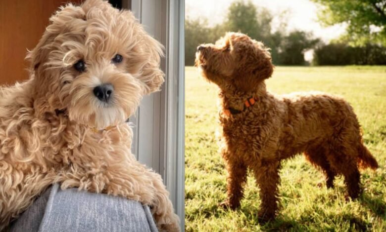 Cockapoo