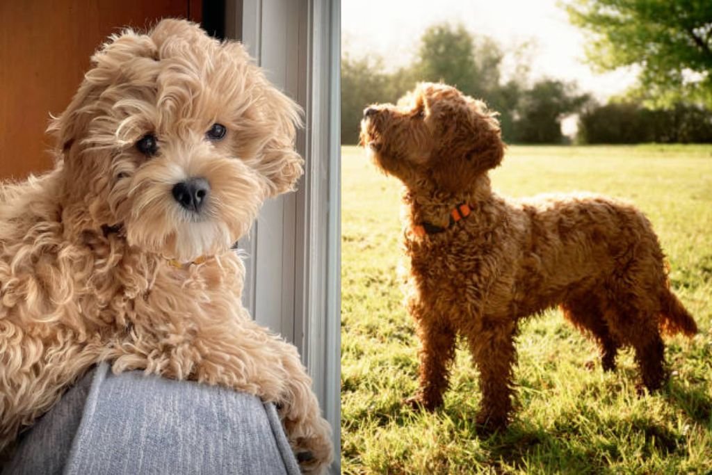 Cockapoo Dog Breed: Complete Guide, Temperament, Care, and Everything ...