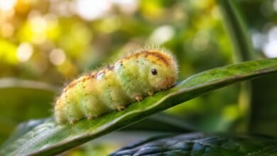 Munchkin Caterpillar