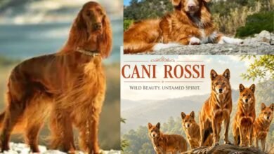cani rossi