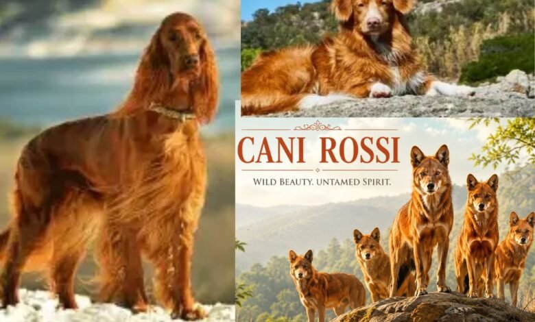 cani rossi