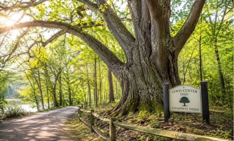 lewis center ohio champion trees
