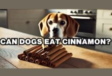can dogs have cinnamon
