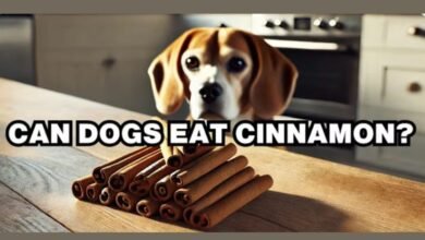 can dogs have cinnamon