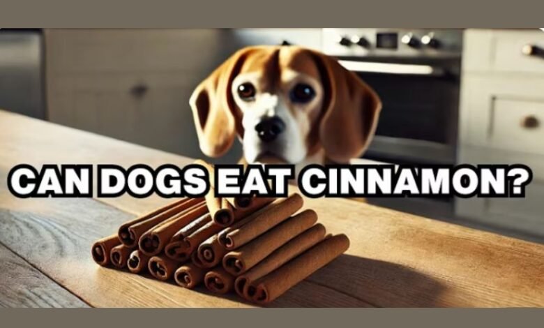 can dogs have cinnamon