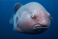 blobfish in natural habitat