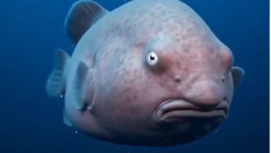 blobfish in natural habitat