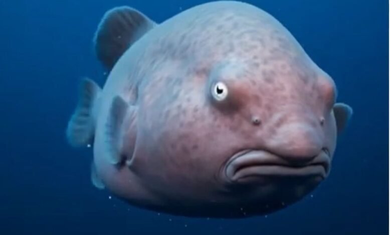 blobfish in natural habitat